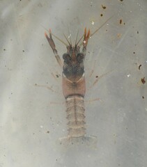 Cherax dispar