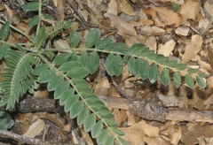 Astragalus mollissimus