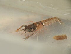 Cherax dispar