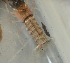 Cherax dispar