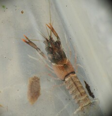 Cherax dispar