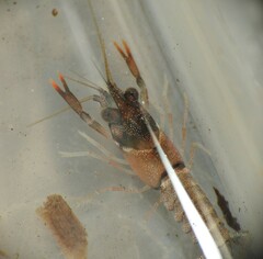 Cherax dispar