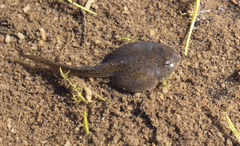 Rana luteiventris