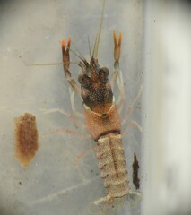 Cherax dispar