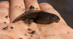 Rana luteiventris