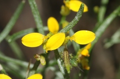 Gutierrezia microcephala
