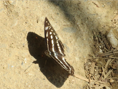 Limenitidinae