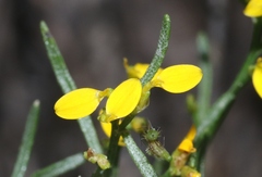 Gutierrezia microcephala