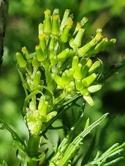 Senecio bipinnatisectus