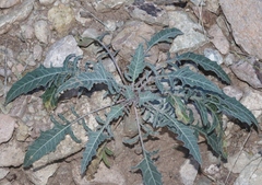 Oenothera brachycarpa