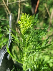Senecio bipinnatisectus
