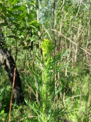 Senecio bipinnatisectus