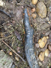 Amphilogia gyrosa