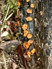 Amphilogia gyrosa