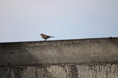 Passeriformes
