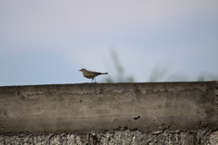Passeriformes