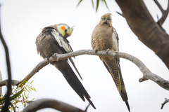 Nymphicus hollandicus