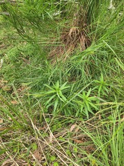 Gomphocarpus physocarpus