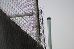 Passeriformes