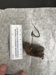 Xylaria ianthinovelutina