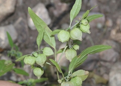 Physalis solanacea