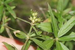 Bouvardia ternifolia