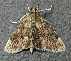 Pyrausta niveicilialis