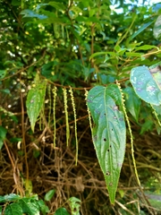 Stachyurus himalaicus