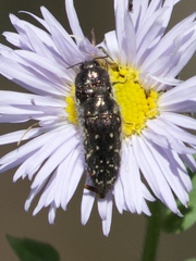 Acmaeodera rubronotata
