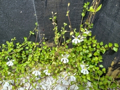Lobelia angulata