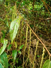 Stachyurus himalaicus