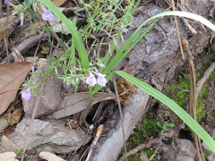 Hedeoma hyssopifolia