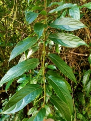 Stachyurus himalaicus