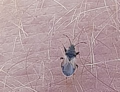 Oxycarenus