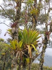 Tillandsia fendleri