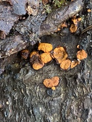 Amphilogia gyrosa