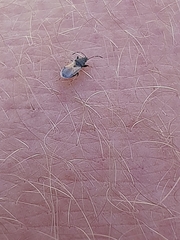 Oxycarenus