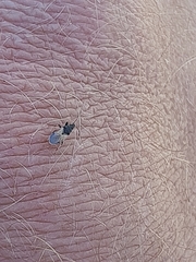 Oxycarenus