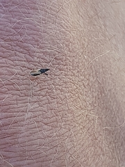 Oxycarenus