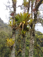 Tillandsia fendleri