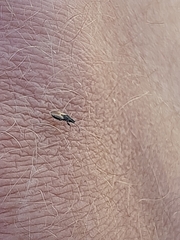 Oxycarenus