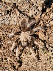 Aphonopelma eutylenum