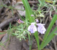 Hedeoma hyssopifolia