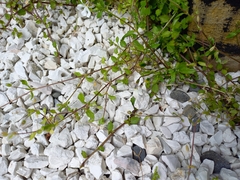 Stellaria media