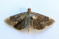 Pyrausta niveicilialis