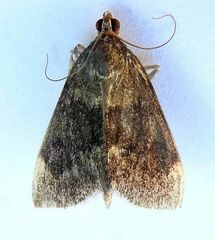 Pyrausta niveicilialis