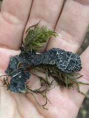 Lobaria