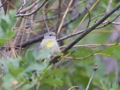 Leiothlypis virginiae