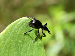 Rhynolaccus formicarius