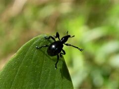 Rhynolaccus formicarius
